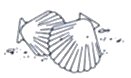 Seashell Wedding Design